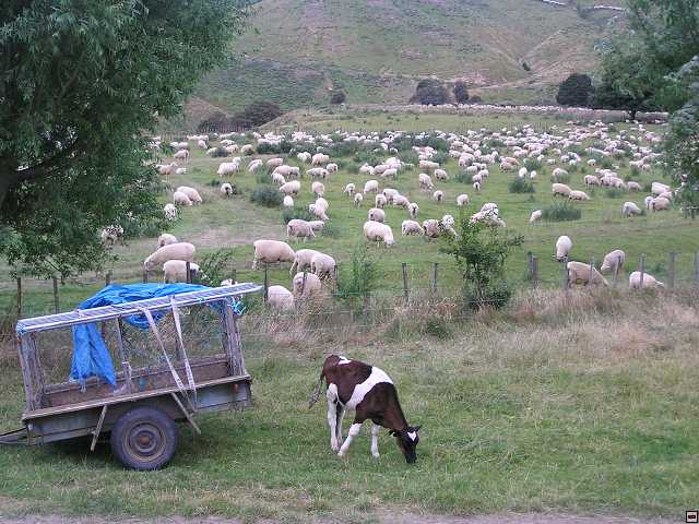 NZ leden-unor 2006 016.jpg